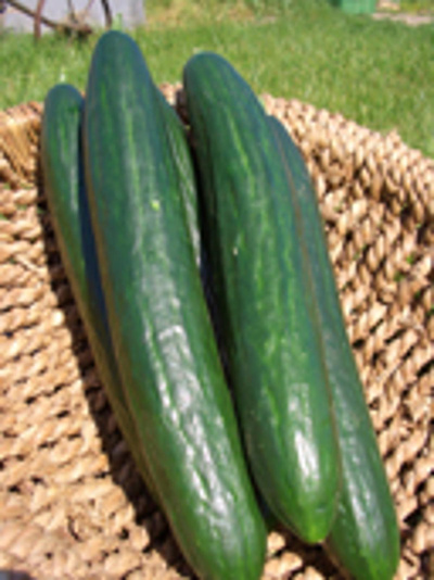 Produktfoto zu Salatgurke