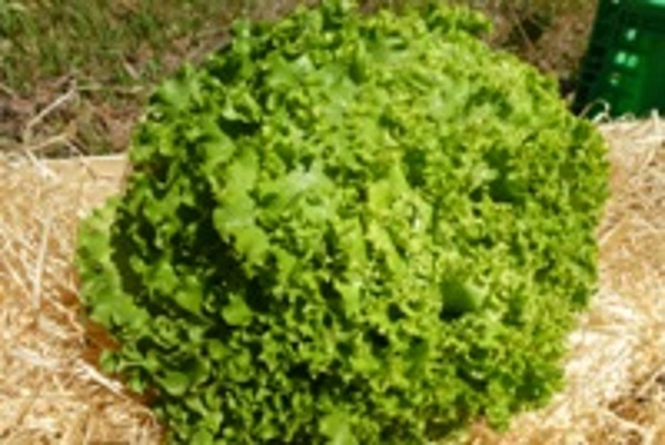 Produktfoto zu Batavia Salat