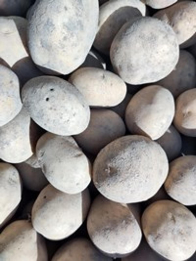 Produktfoto zu Kartoffel Belana fk