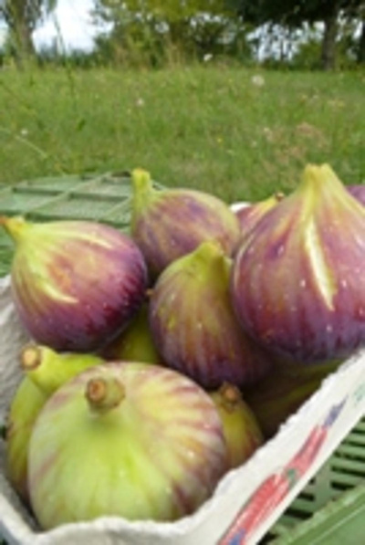 Produktfoto zu Feigen, frische, blau-grün