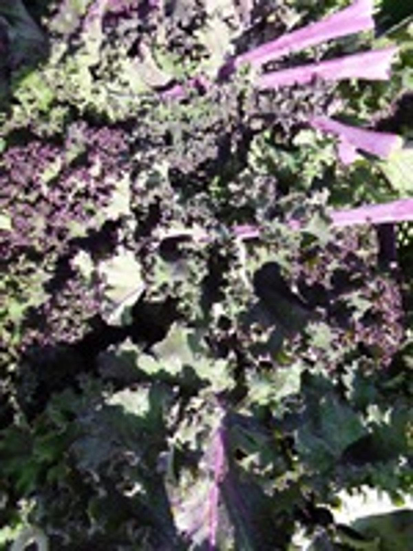 Produktfoto zu Roter Federkohl