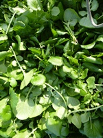 Produktfoto zu Winterkresse