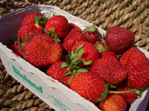 Produktfoto zu Erdbeeren Regional 250g