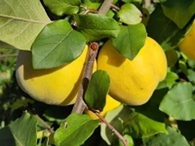 Produktfoto zu Quitten