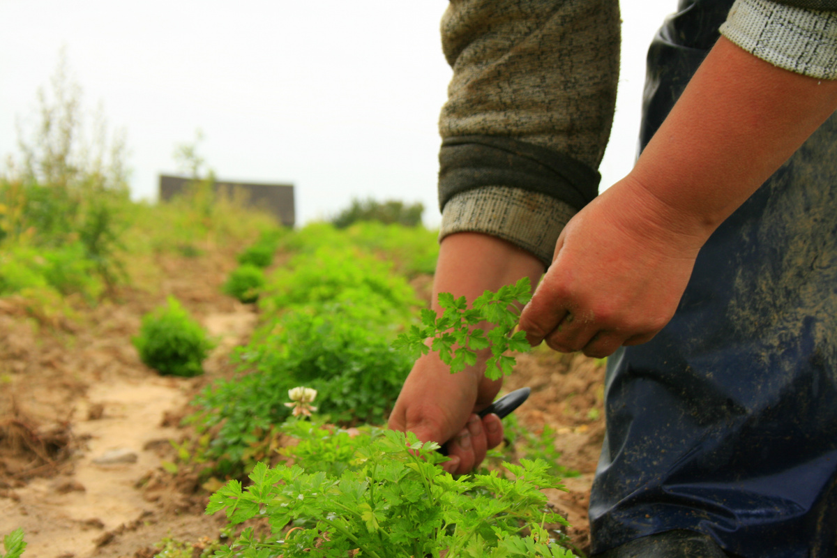 KI generiert: Eine Person erntet frische Kräuter in einem Feld.