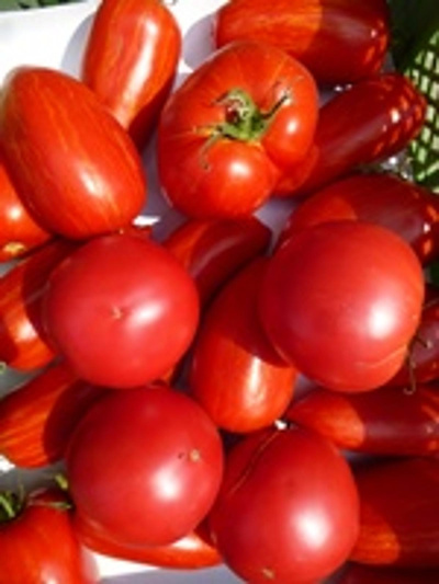 Produktfoto zu Fleischtomaten Mix aus Marmorossa und Sonnenherz