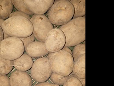 Produktfoto zu Kartoffel Agria vfk