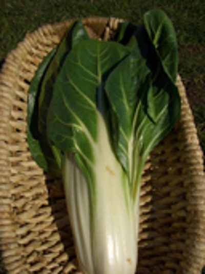 Produktfoto zu Mangold, grün