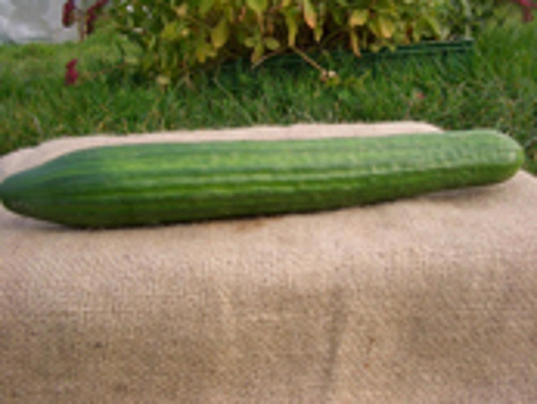 Produktfoto zu Salatgurke