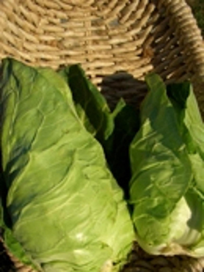 Produktfoto zu Spitzkohl - Filderkraut