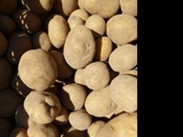 Produktfoto zu Kartoffel Adretta mk