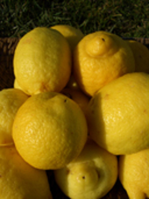 Produktfoto zu Zitronen Primofiore