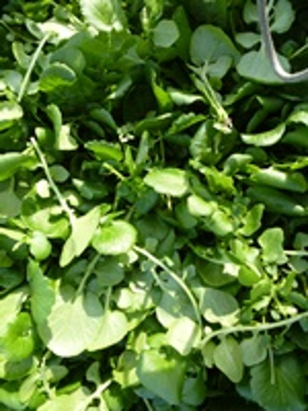 Produktfoto zu Winterkresse