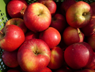 Produktfoto zu Apfel Autento