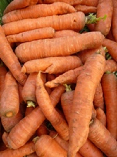 Produktfoto zu Möhren Rodelika