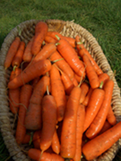 Produktfoto zu Almas Garten Möhren, samenfest