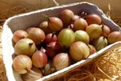Produktfoto zu Stachelbeeren 250g