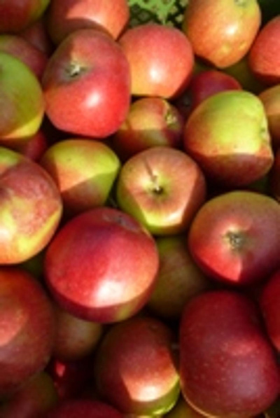 Produktfoto zu Apfel Collina