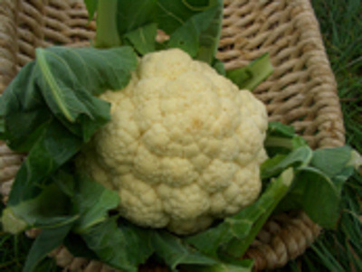 Produktfoto zu Blumenkohl, Stück