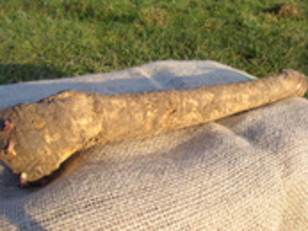 Produktfoto zu Meerrettich, frisch