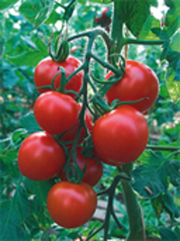 Produktfoto zu Ruthje Tomate