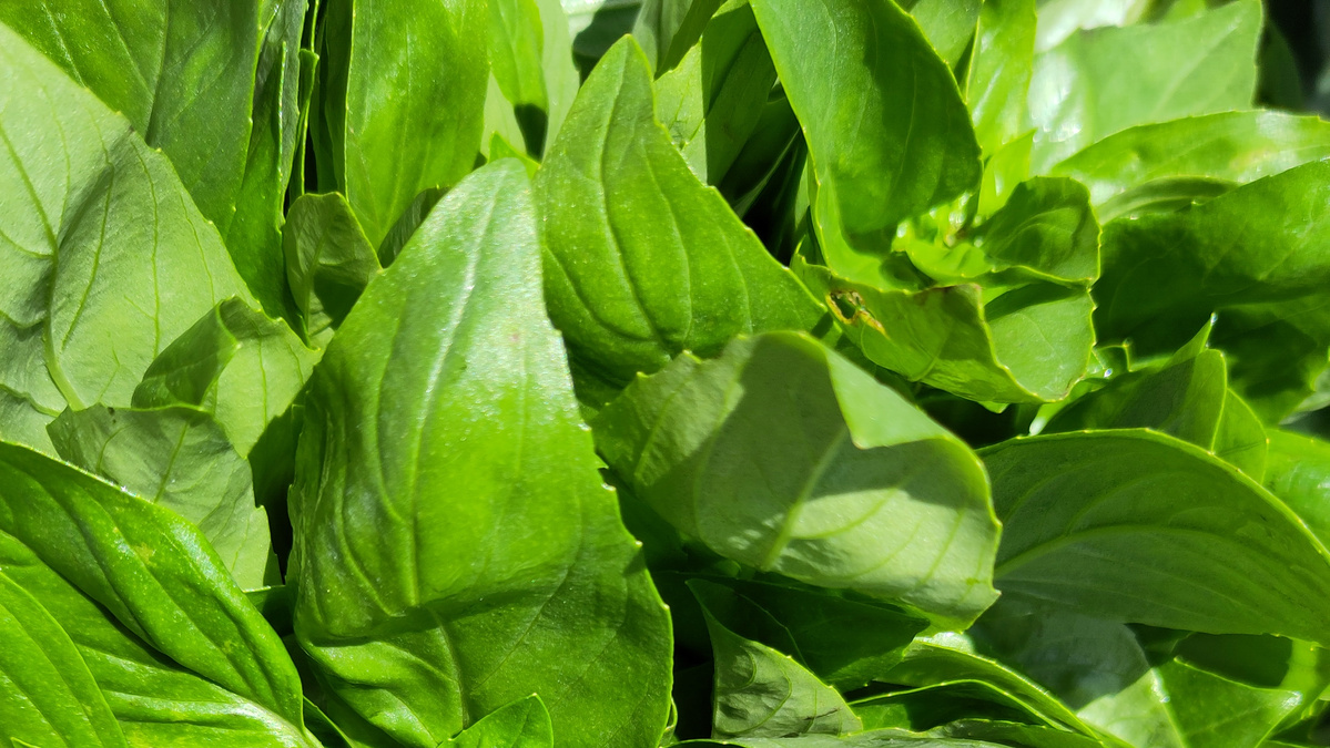 KI generiert: Frische grüne Basilikumblätter in Nahaufnahme.