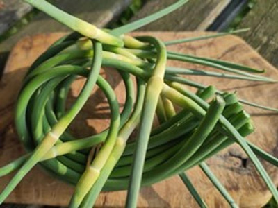 Produktfoto zu Schlangenknoblauch