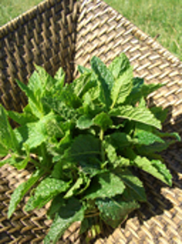 Produktfoto zu Marokkanische Minze