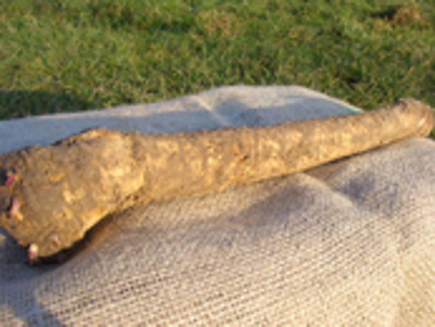 Produktfoto zu Meerrettich, frisch, foliert