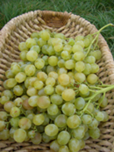 Produktfoto zu Traube Italia weiß