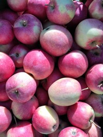 Produktfoto zu Apfel Relinda