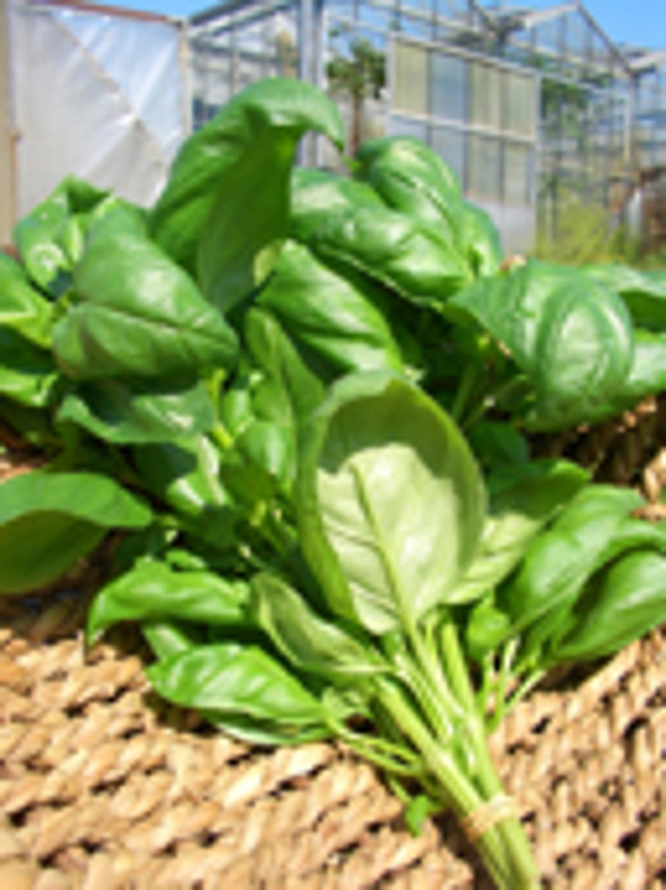 Produktfoto zu Basilikum, Bund
