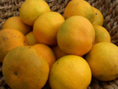 Produktfoto zu Satsumas