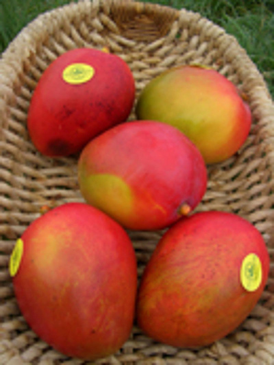 Produktfoto zu Mango Osteen