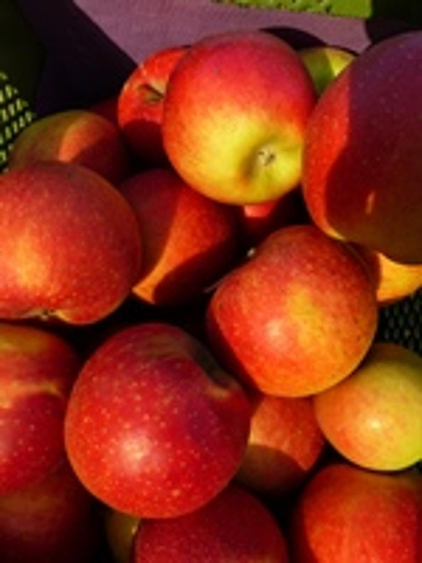 Produktfoto zu Apfel Wellant