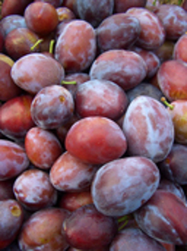 Produktfoto zu Zwetschgen