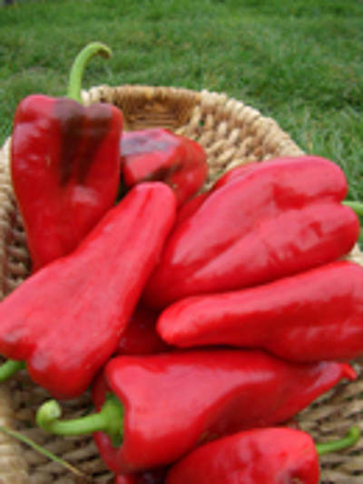 Produktfoto zu Paprika ROT
