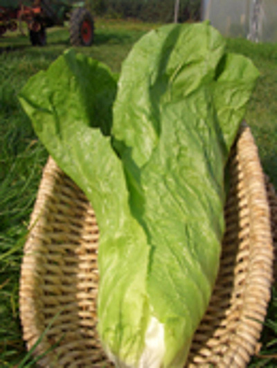 Produktfoto zu Zuckerhut, Stück