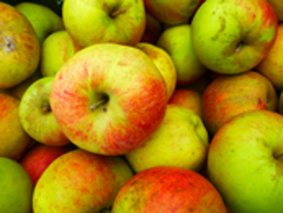 Produktfoto zu Apfel Undine