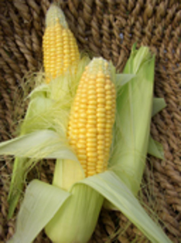 Produktfoto zu Zuckermais, Stück