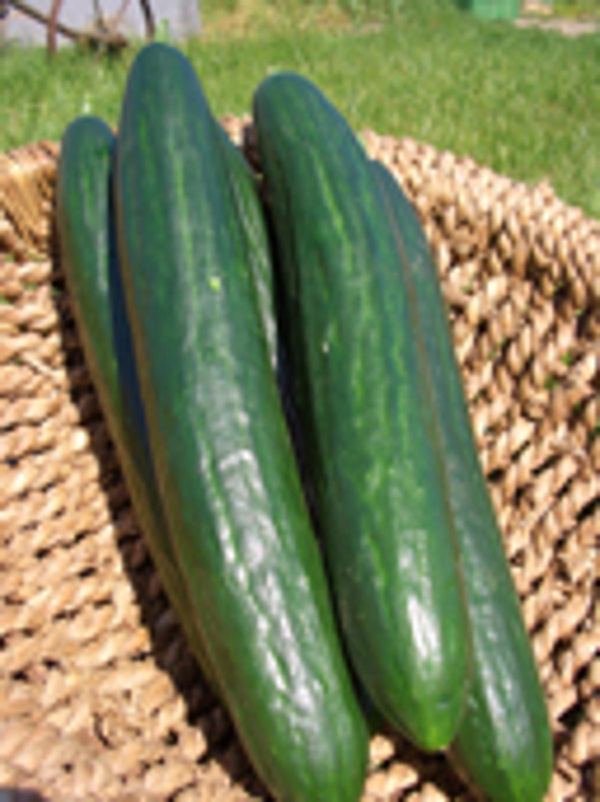 Produktfoto zu Salatgurke