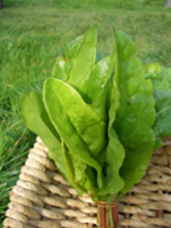 Produktfoto zu Sauerampfer