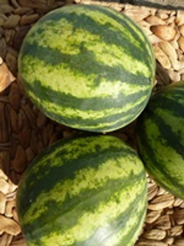 Produktfoto zu Mini-Wassermelone, 2kg _Stk