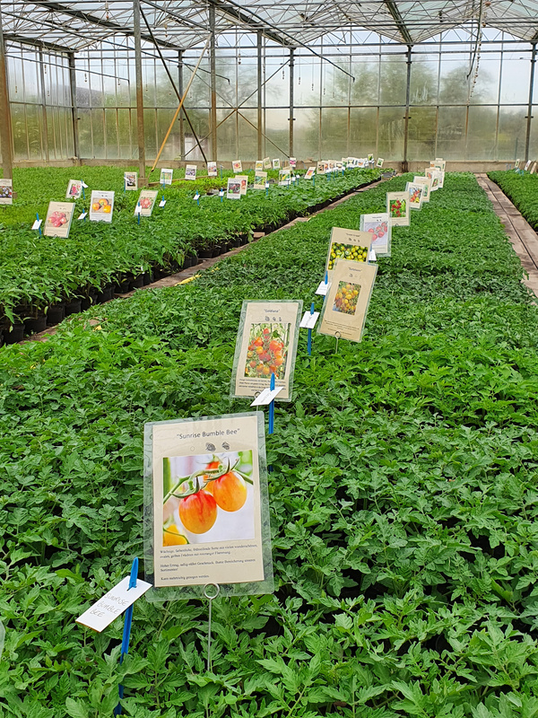 KI generiert: Ein Gewächshaus voller Setzlinge mit Schildern, auf denen verschiedene Tomatensorten beschrieben sind, z.B. "Sunrise Bumble Bee".