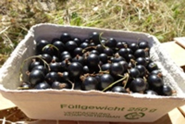 Produktfoto zu SCHWARZE Johannisbeere 250g
