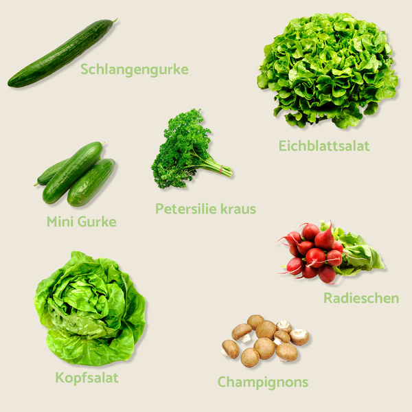 KI generiert: Verschiedene Gemüsesorten mit Beschriftungen: Schlangengurke, Mini Gurke, Petersilie kraus, Eichblattsalat, Radieschen, Kopfsalat, Champignons.