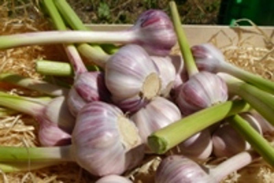 Produktfoto zu Frischer Knoblauch