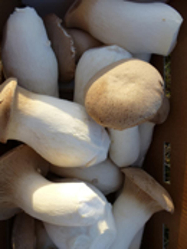 Produktfoto zu Kräuterseitling