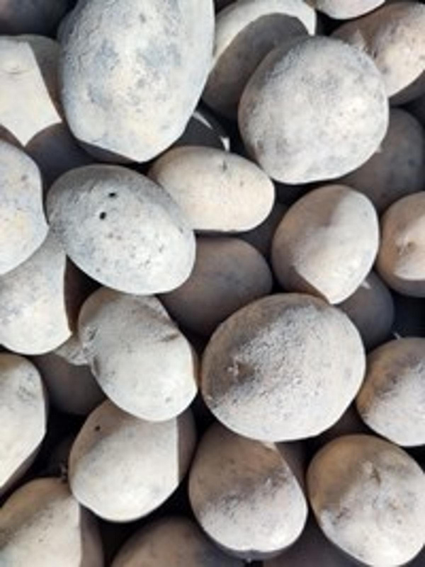 Produktfoto zu Kartoffel Belana fk