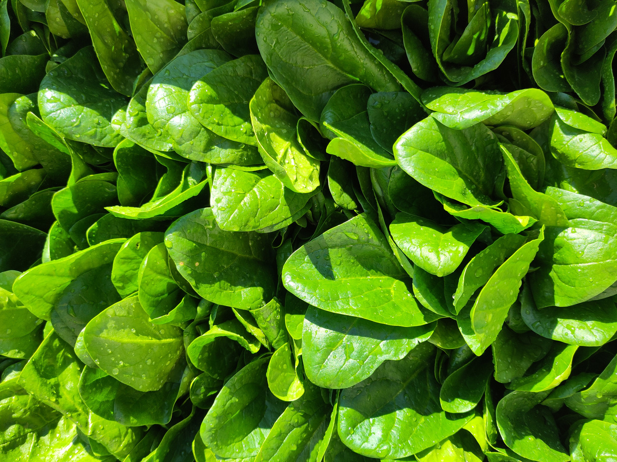 Saisonale Spezialität: Bitterorangen